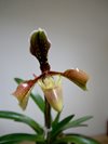 Paphiopedilum villosum var. boxallii f. atratum (Hengduan Mountains Biotechnology) Китай